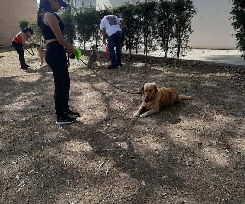 INICIAN GRUPOS DE OBEDIENCIA CANINA A BAJO COSTO