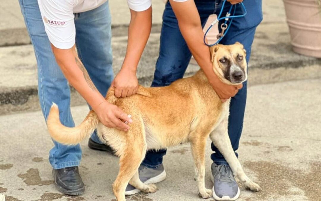 INICIAN CAMPAÑA DE VACUNACIÓN ANTIRRÁBICA EN SLP