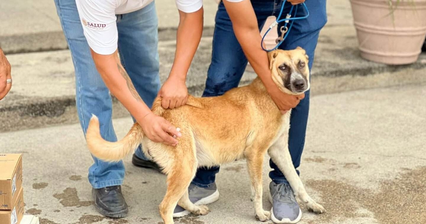 INICIAN CAMPAÑA DE VACUNACIÓN ANTIRRÁBICA EN SLP