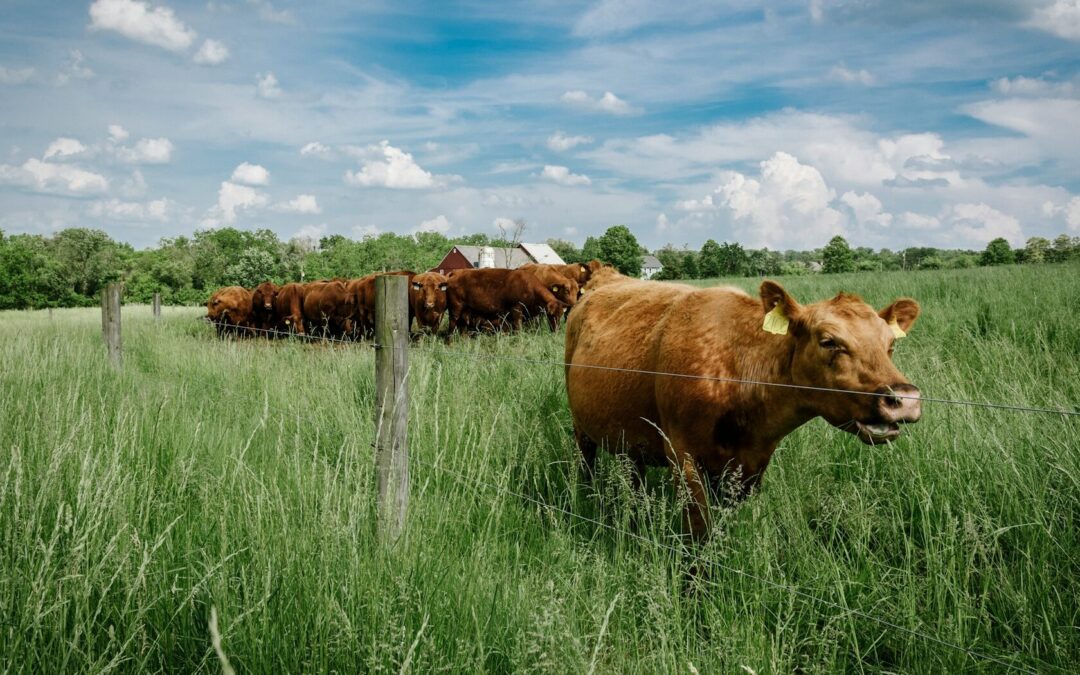 TOMAN ACCIONES PARA PREVENIR INGRESO DE GANADO INFECTADO POR GUSANO BARRENADOR A SLP