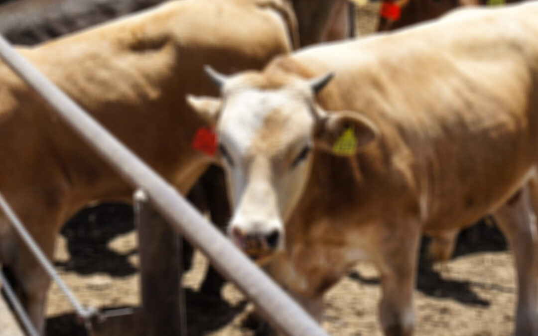 MANTIENEN CONTROL SANITARIO CONTRA EL GUSANO BARRENADOR EN EL RASTRO DE VALLES