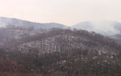 SLP, ENTRE LOS ESTADOS MÁS AFECTADOS POR INCENDIOS FORESTALES