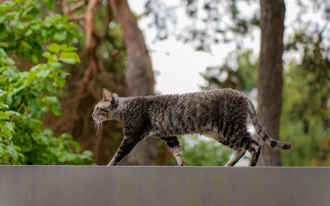CAPACITAN A MUNICIPIOS DEL ESTADO SOBRE LEY DE PROTECCIÓN ANIMAL