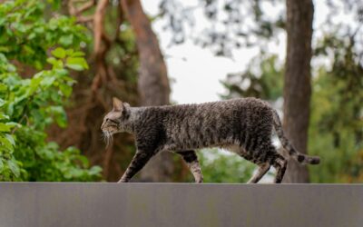CAPACITAN A MUNICIPIOS DEL ESTADO SOBRE LEY DE PROTECCIÓN ANIMAL