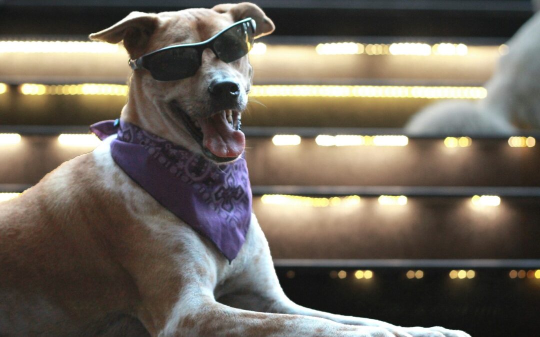 FUE REALIZADA FUNCIÓN ESPECIAL PET FRIENDLY DE “LILO Y STITCH” EN CINETECA ALAMEDA