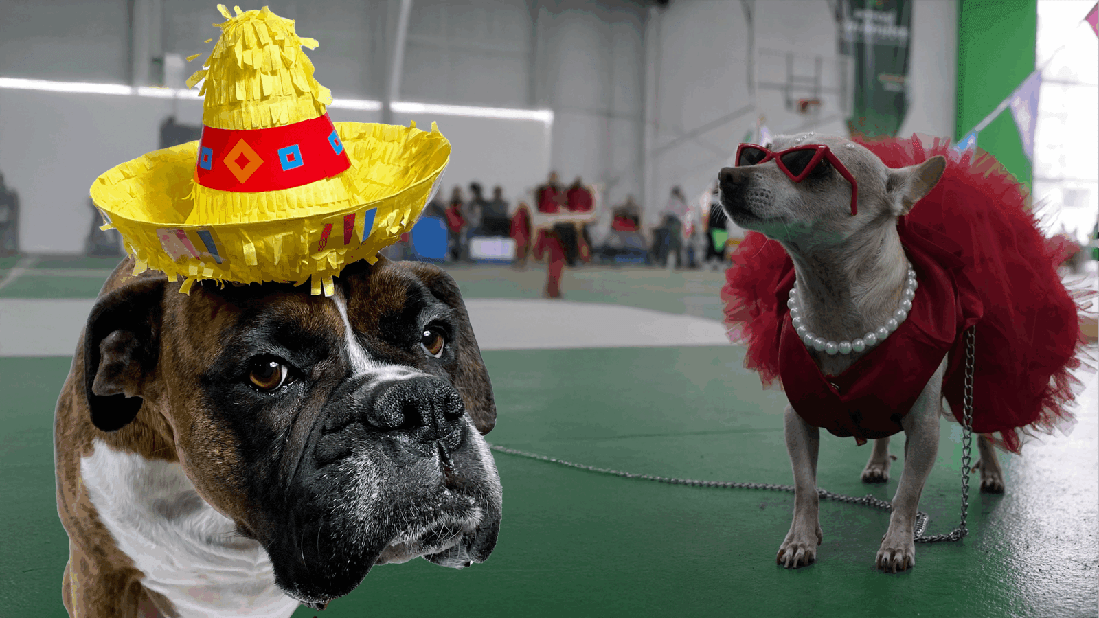 SE LLEVÓ A CABO DOG FEST JUVENTUD 2025