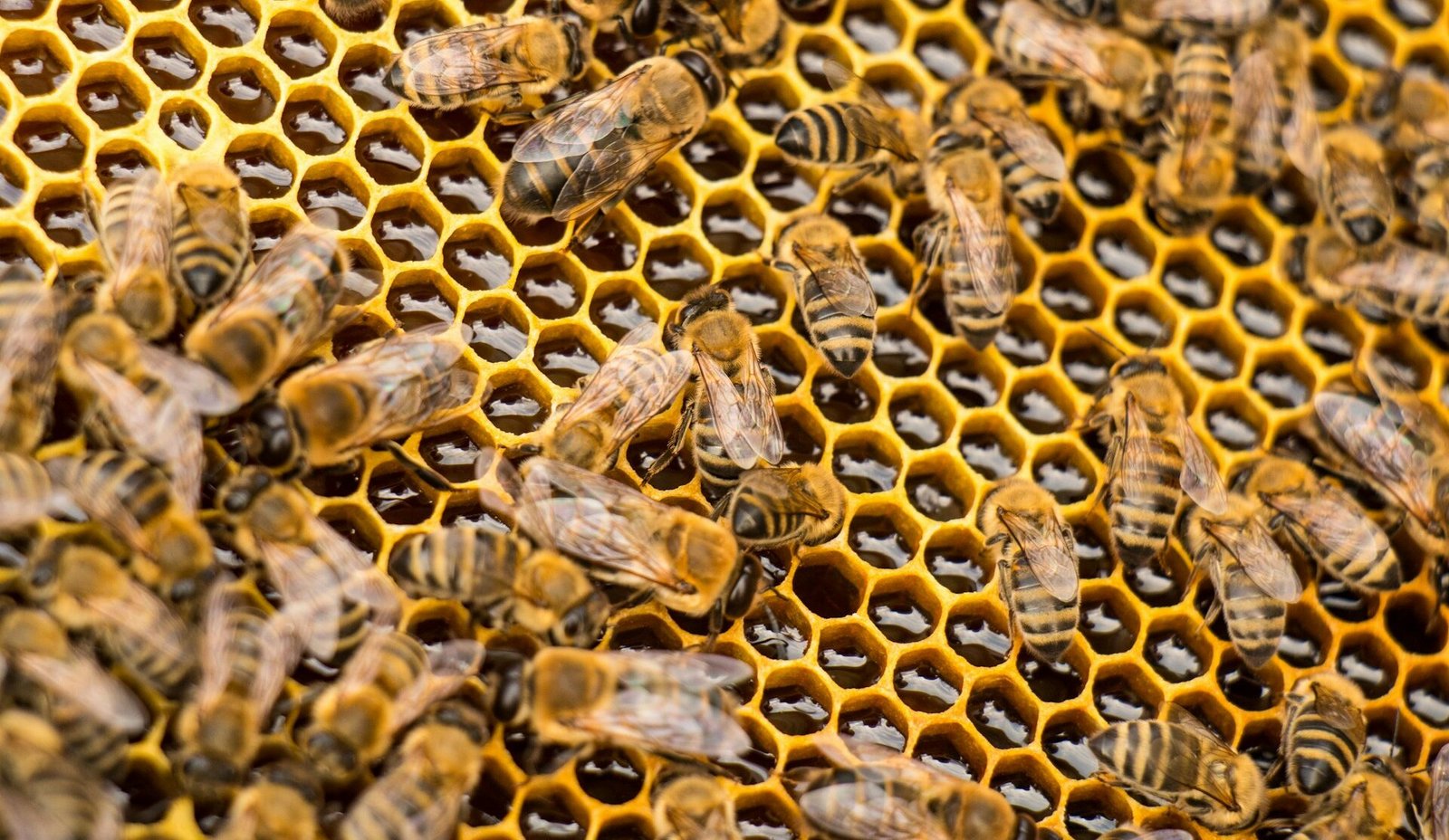 ENTREGAN APOYOS PARA PERSONAS PRODUCTORAS DE MIEL DEL ESTADO