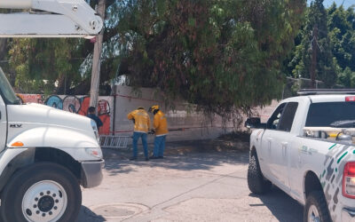 PC ESTATAL RETIRÓ ÁRBOL CAÍDO EN PRIMARIA TRAS DENUNCIAS DE PADRES DE FAMILIA