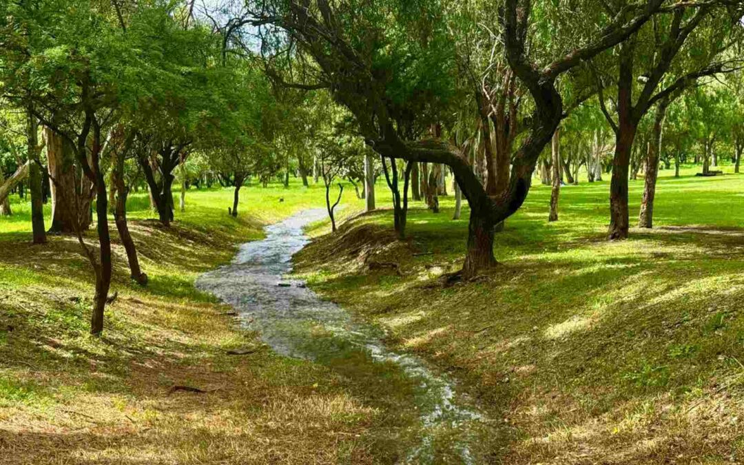 LLUVIAS REVITALIZAN LA NATURALEZA EN PARQUES TANGAMANGA