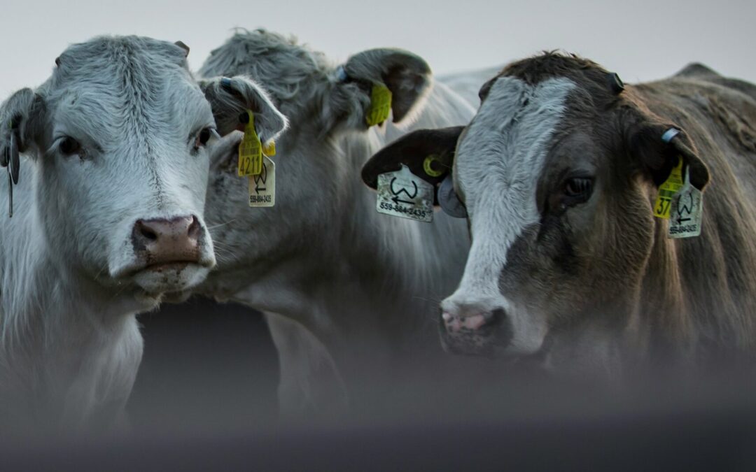 PREPARAN ACCIONES PARA PREVENIR CONTAGIOS POR GUSANO BARRENADOR EN SLP