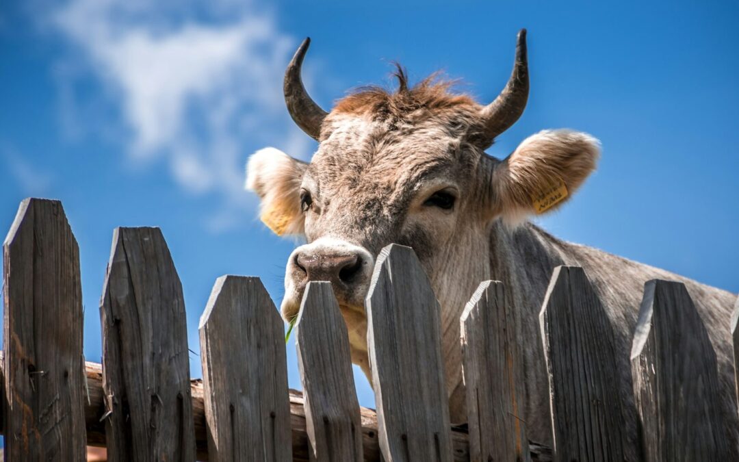 CAPACITAN A GANADEROS POTOSINOS CONTRA PLAGAS Y ENFERMEDADES