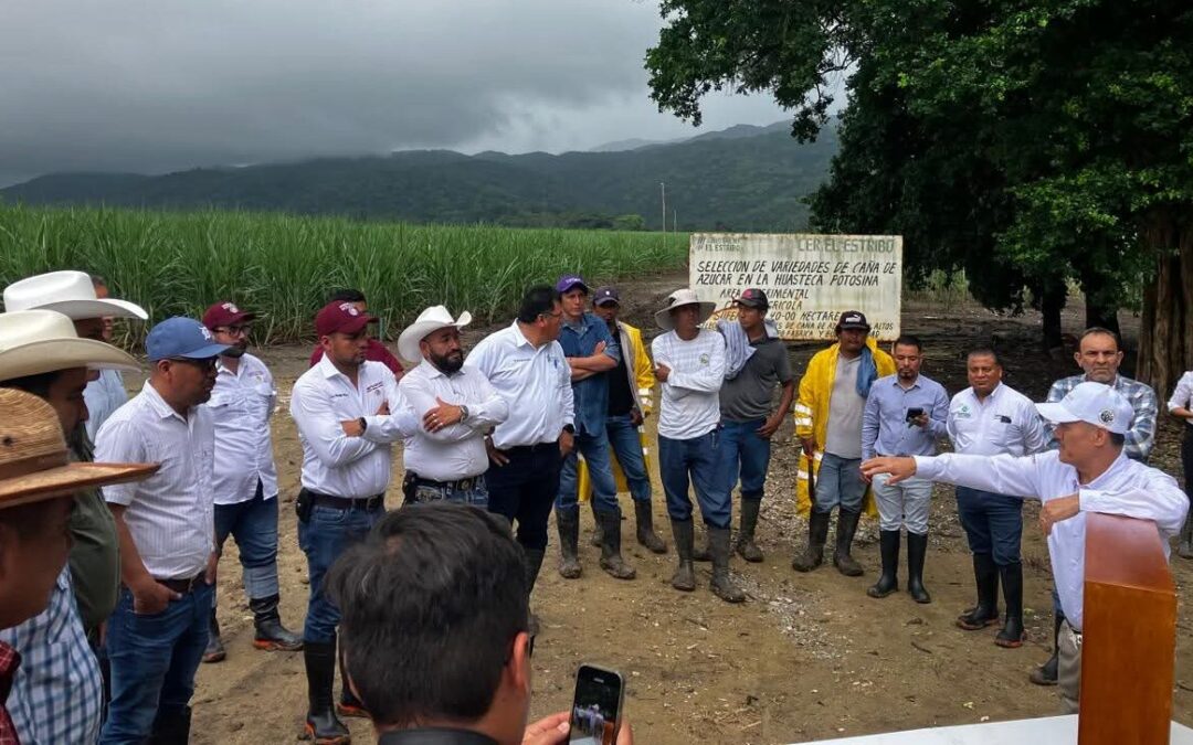 IMPULSAN EN LA HUASTECA PRODUCCIÓN DE CAÑA RESISTENTE A PLAGAS