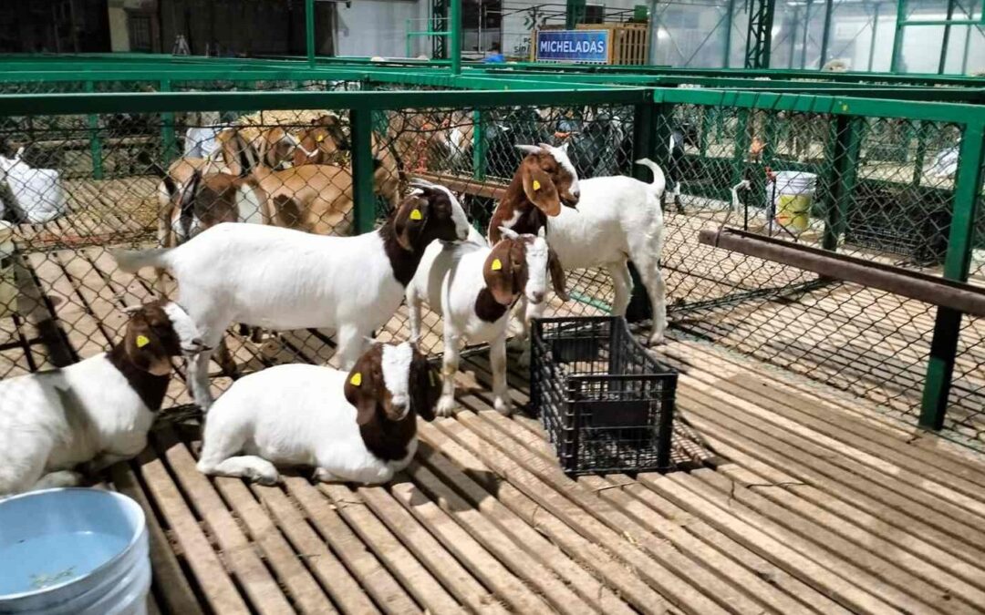 APOYOS Y ACTIVIDADES PRODUCTIVAS EN “TIERRA GANADERA” DE LA FENAPO 2025