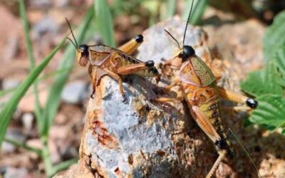 ACTIVAN OPERATIVO DE VIGILANCIA POR PLAGA DE INSECTOS SALTADORES EN EL ESTADO