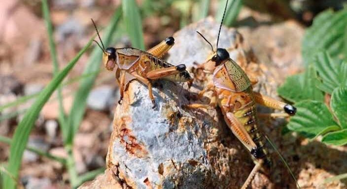 ACTIVAN OPERATIVO DE VIGILANCIA POR PLAGA DE INSECTOS SALTADORES EN EL ESTADO