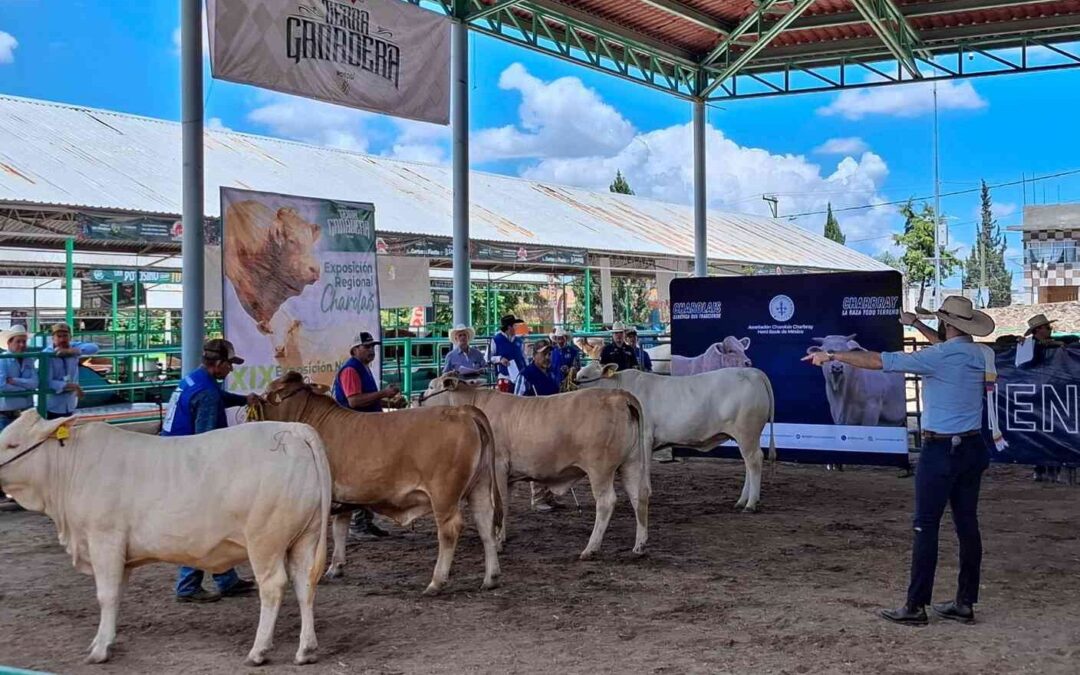 REALIZAN EXPOSICIONES NACIONALES DE GANADO CHARBRAY Y CHAROLAIS EN LA FENAPO 2025