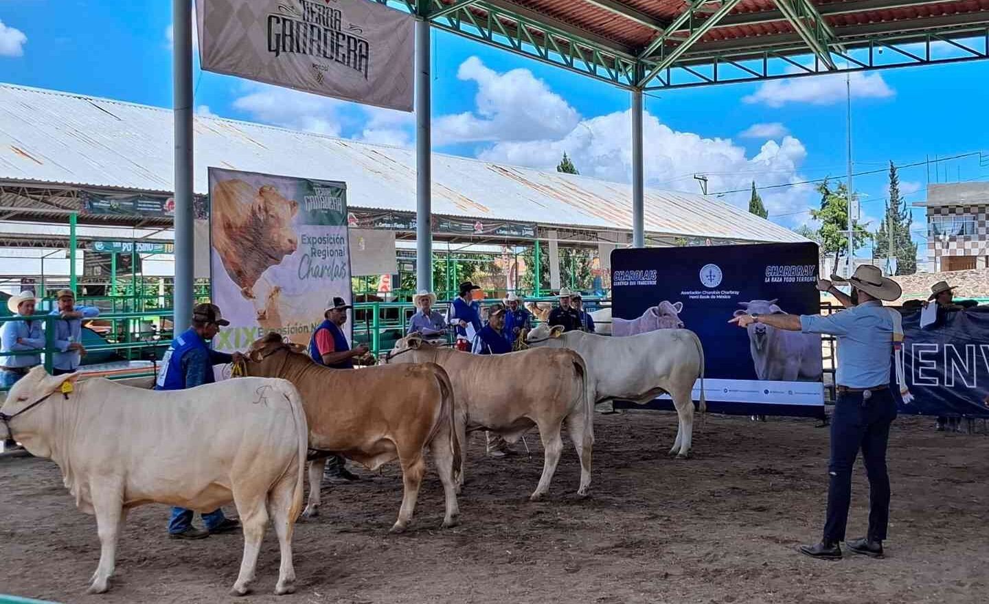 REALIZAN EXPOSICIONES NACIONALES DE GANADO CHARBRAY Y CHAROLAIS EN LA FENAPO 2025