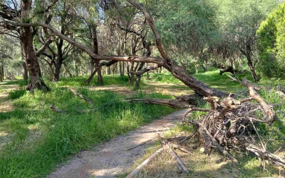 ACORDONAN ZONAS EN PARQUE TANGAMANGA I POR INESTABILIDAD DE ÁRBOLES