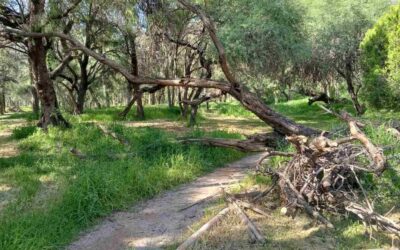 ACORDONAN ZONAS EN PARQUE TANGAMANGA I POR INESTABILIDAD DE ÁRBOLES