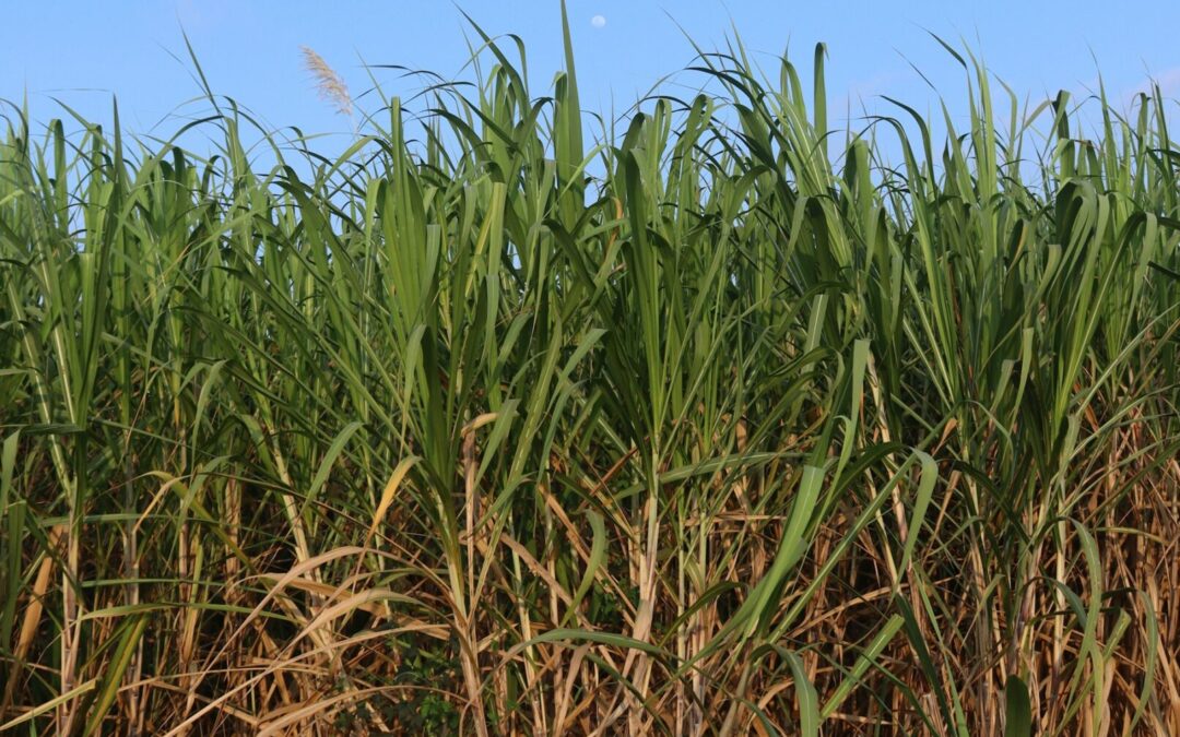 DESTINAN RECURSOS PARA COMBATIR PLAGAS QUE AFECTAN CULTIVOS EN SAN LUIS POTOSÍ