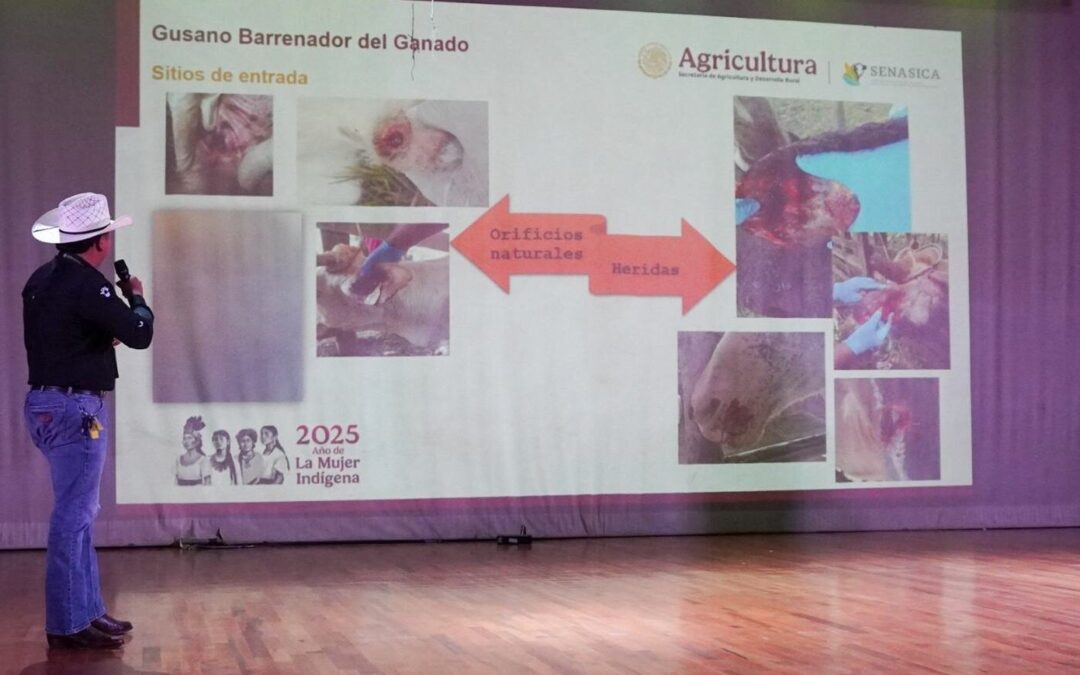 AMPLÍAN VIGILANCIA SANITARIA CONTRA EL GUSANO BARRENADOR EN ZONAS GANADERAS