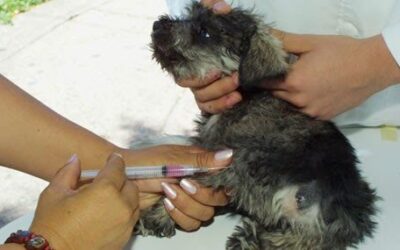 REFUERZAN VIGILANCIA SANITARIA CONTRA LA RABIA EN SLP
