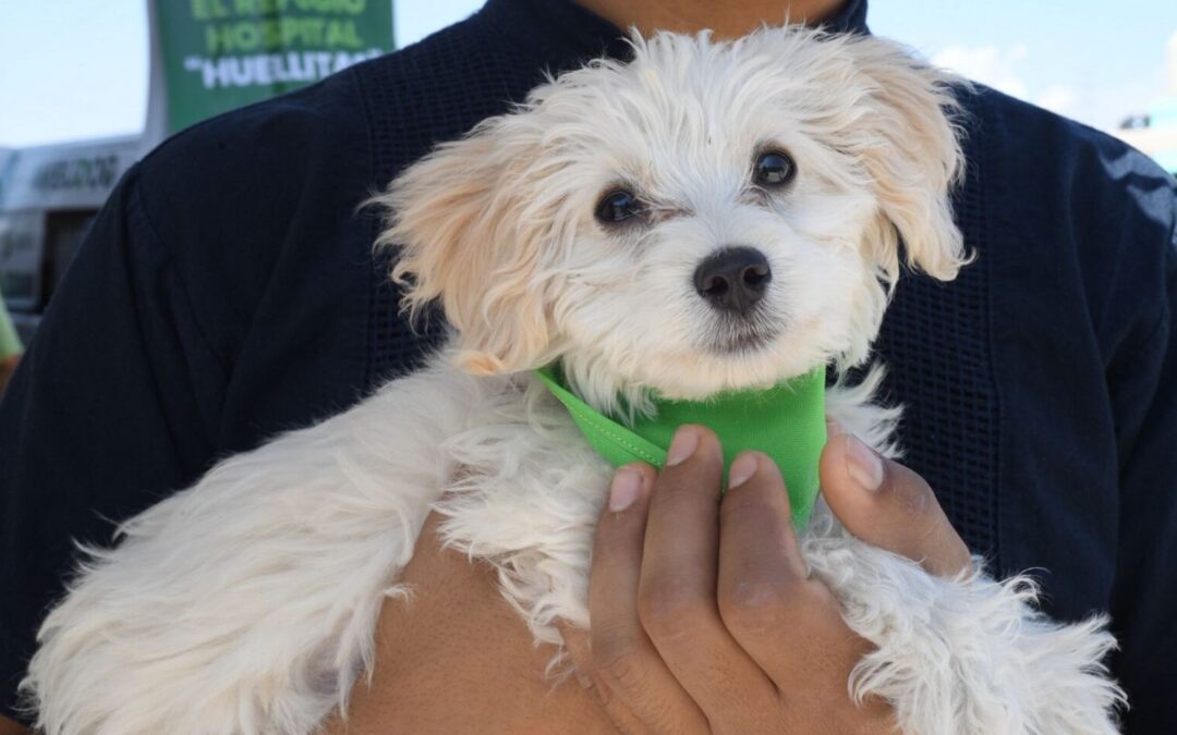 MASCOTAS SUPERAN LOS 2.1 MILLONES EN SLP Y SE CONSOLIDAN COMO PARTE DE LOS HOGARES