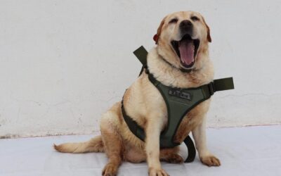 PRIMER FORO NACIONAL PARA LA PREVENCIÓN DEL MALTRATO ANIMAL SE REALIZARÁ EN SLP