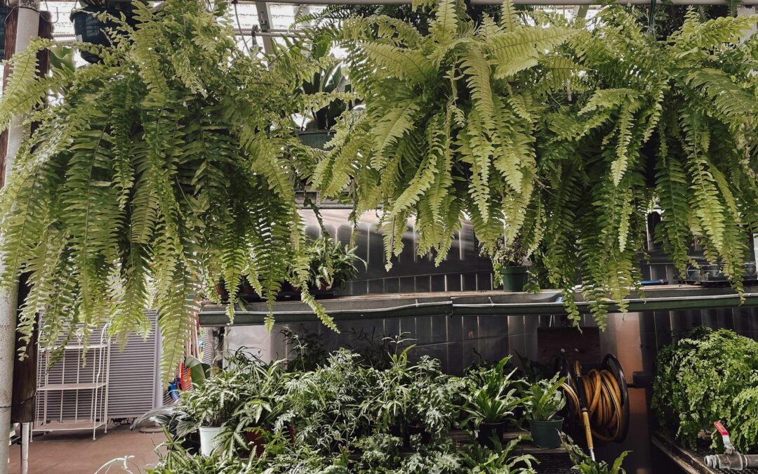 ACUERDAN PROYECTOS PARA MEJORAR LA CALIDAD DEL AIRE EN SAN LUIS POTOSÍ