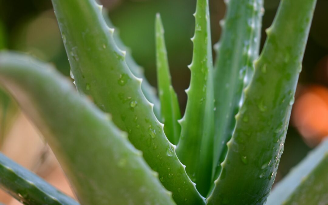 IMPULSAN PROYECTOS DE ALOE VERA ORGÁNICO DESDE LA RED POTOSINA DE MUJERES POR LA CIENCIA