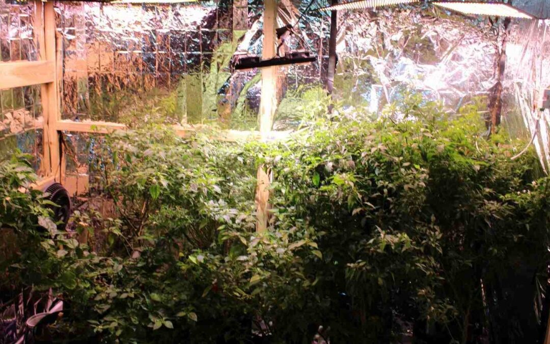 ESTUDIANTES DISEÑAN SISTEMA DE AGRICULTURA DE PRECISIÓN PARA LA PRODUCCIÓN DE CHILE CHILTEPÍN