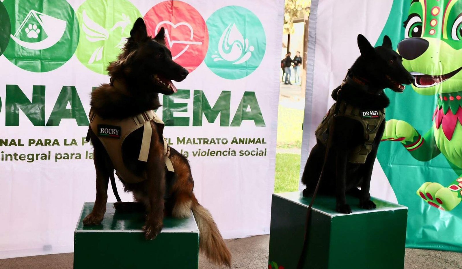 ESPECIALISTAS DESTACAN INICITIVAS DE SLP EN MATERIA DE CUIDADO Y BIENESTAR ANIMAL
