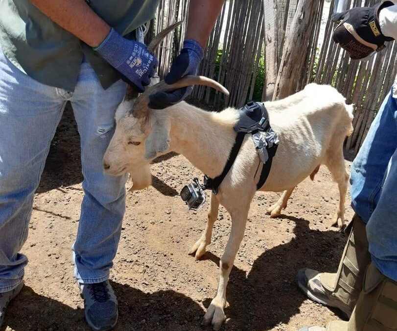 IMPULSAN INVESTIGACIÓN PARA CONSERVAR AGOSTADEROS Y FORTALECER LA CAPRINOCULTURA EN EL ALTIPLANO POTOSINO