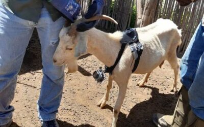 IMPULSAN INVESTIGACIÓN PARA CONSERVAR AGOSTADEROS Y FORTALECER LA CAPRINOCULTURA EN EL ALTIPLANO POTOSINO