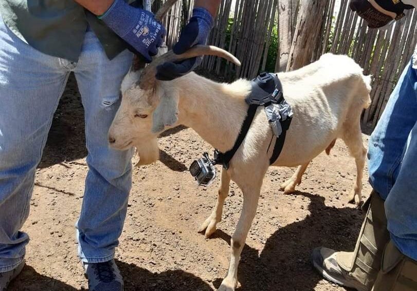 IMPULSAN INVESTIGACIÓN PARA CONSERVAR AGOSTADEROS Y FORTALECER LA CAPRINOCULTURA EN EL ALTIPLANO POTOSINO