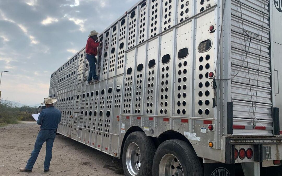 SE DETECTAN Y RETORNAN EMBARQUES DE GANADO SIN DOCUMENTACIÓN SANITARIA EN RIOVERDE