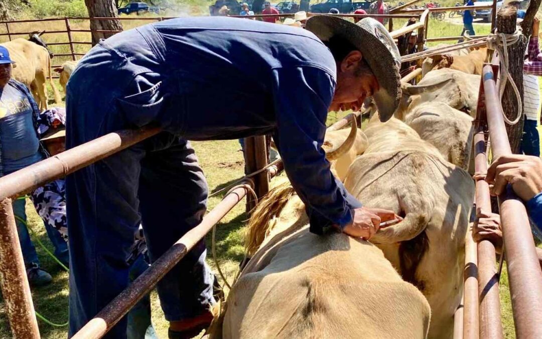 APLICARÁN MÁS DE 35 MIL PRUEBAS PARA DETECTAR TUBERCULOSIS BOVINA EN SLP