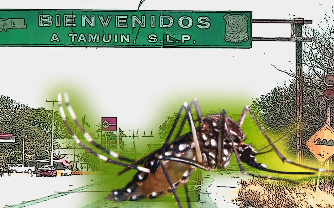 ADVIERTEN BROTE DE DENGUE EN «LA FORTALEZA» EN TAMUÍN; PIDEN FUMIGACIÓN URGENTE