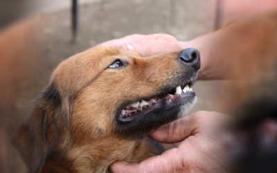 CIUDAD VALLES CREARÁ SU PRIMER CONSEJO MUNICIPAL CONTRA EL MALTRATO ANIMAL