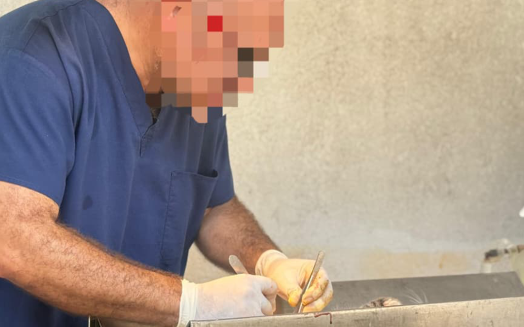 GRAN PARTICIPACIÓN VECINAL PERMITE ESTERILIZAR A 45 MASCOTAS EN CIUDAD VALLES