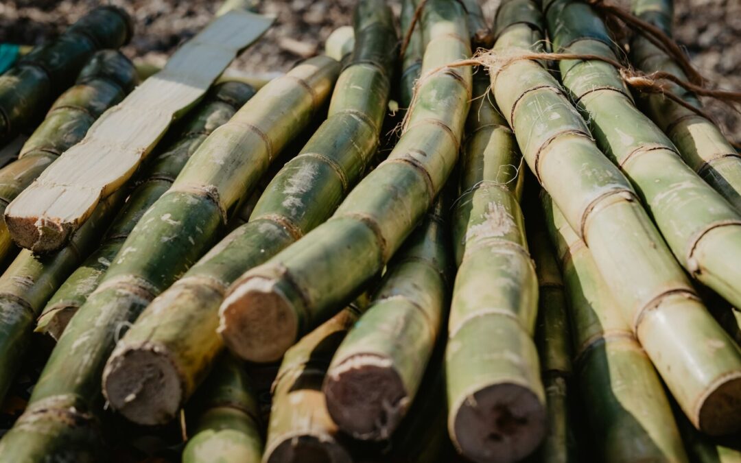 FINANCIA ESTADO DESARROLLO DE BIOFERTILIZANTE SUSTENTABLE PARA CULTIVO DE CAÑA EN LA HUASTECA