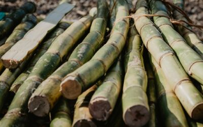 FINANCIA ESTADO DESARROLLO DE BIOFERTILIZANTE SUSTENTABLE PARA CULTIVO DE CAÑA EN LA HUASTECA
