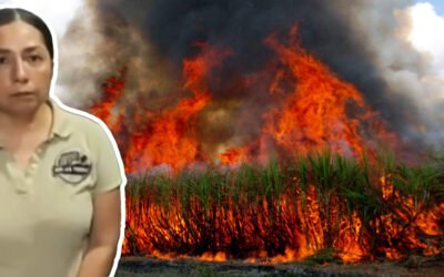 EL PRECIO OCULTO DE LA CAÑA: MILES DE HECTÁREAS ARDEN CADA ZAFRA MIENTRAS FELINOS, VENADOS Y AVES MUEREN SIN PODER ESCAPAR