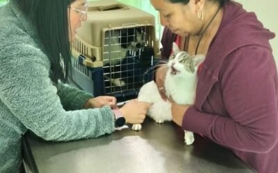 COLEGIO DE MÉDICOS VETERINARIOS MANTENDRÁ ACCIONES DE PREVENCIÓN DEL MALTRATO ANIMAL EN 2026