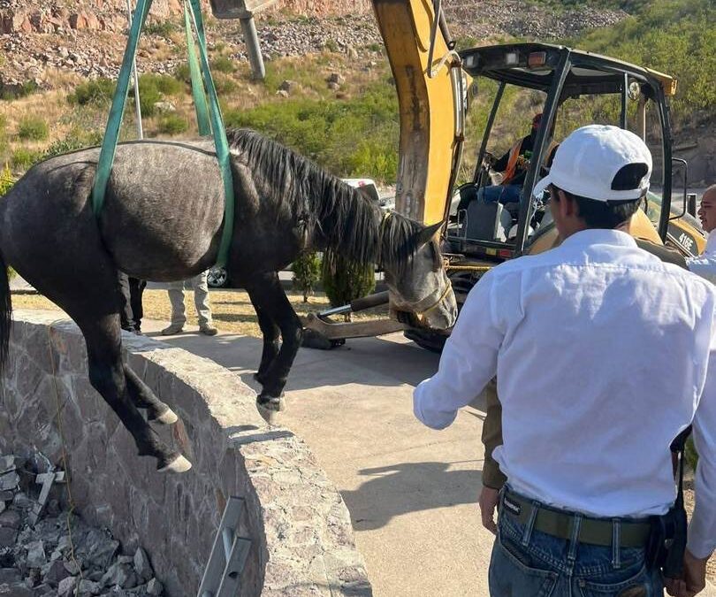 RESCATAN A CABALLO ATRAPADO EN GLORIETA DE LOMAS DEL PEDREGAL