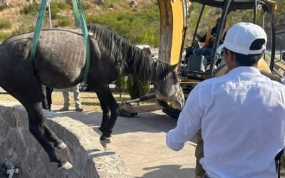 RESCATAN A CABALLO ATRAPADO EN GLORIETA DE LOMAS DEL PEDREGAL