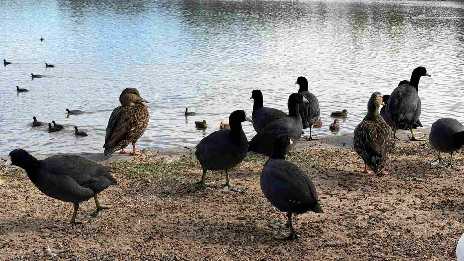 REGISTRAN ARRIBO DE AVES MIGRATORIAS AL PARQUE TANGAMANGA I