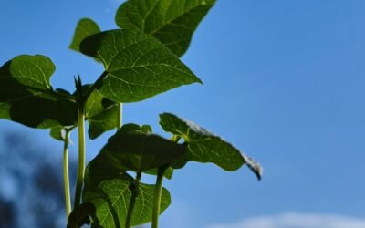 ADQUIRIRÁN FRIjOL DEL ALTIPLANO PARA PROGRAMA DE SEGURIDAD ALIMENTARIA