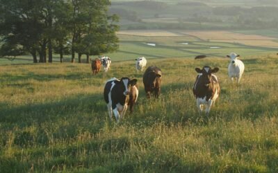 REFUERZAN CERCO SANITARIO ANTE RIESGO DE GUSANO BARRENADOR EN REGIONES GANADERAS
