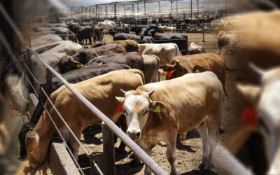EL GUSANO BARRENADOR Y EL RIESGO DE UNA CRISIS GANADERA EN S.L.P.